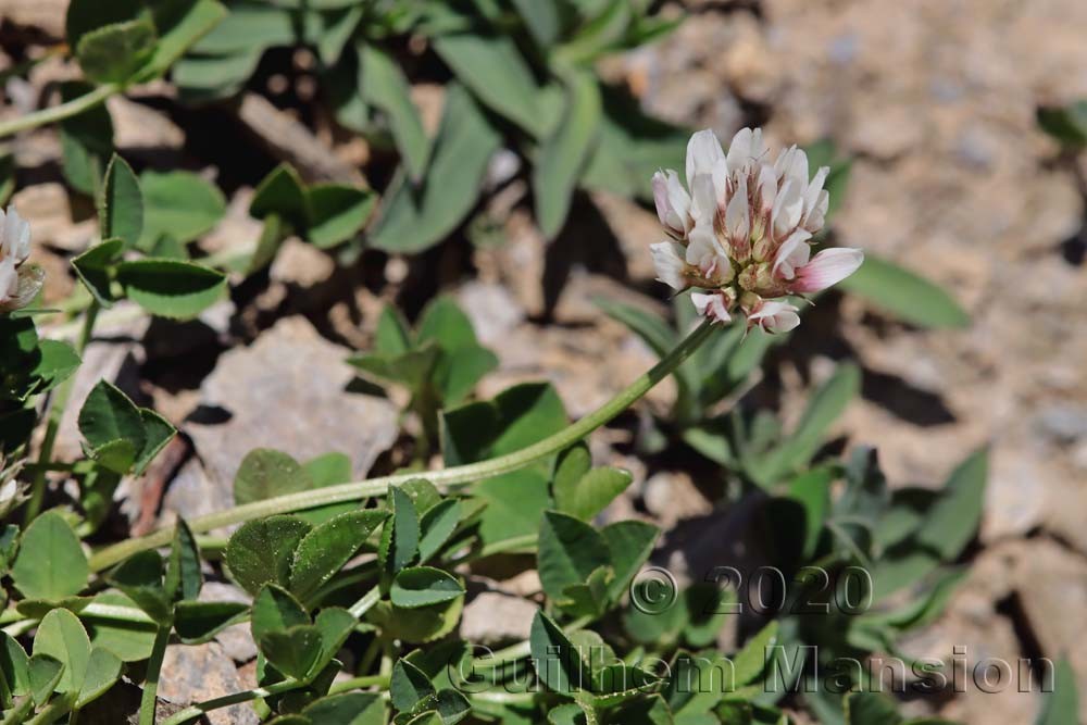 Trifolium thalii