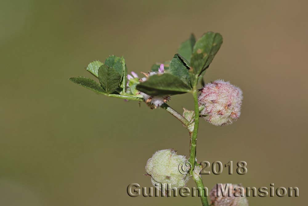 Trifolium tomentosum