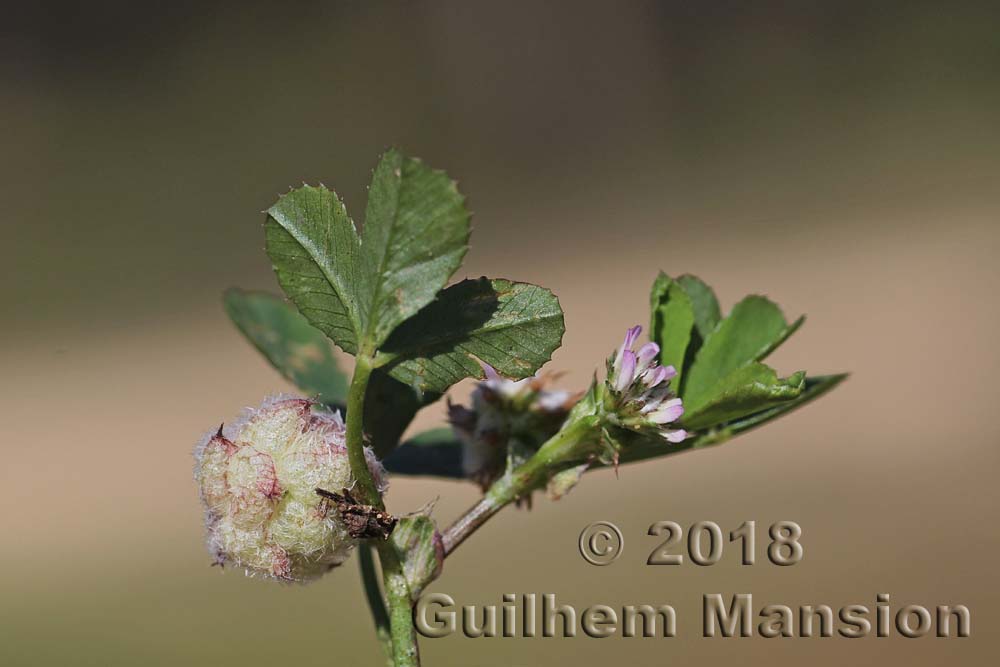 Trifolium tomentosum