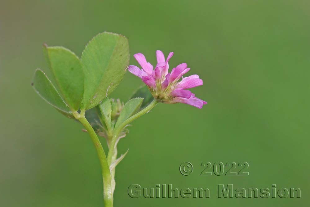 Trifolium tomentosum