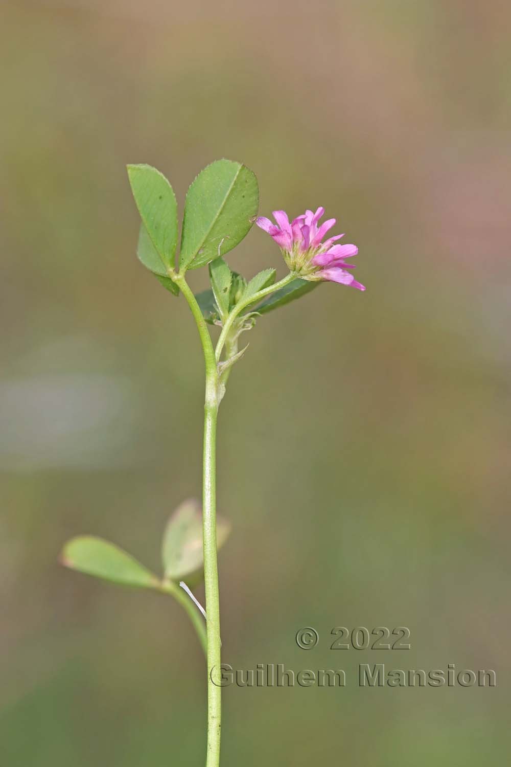 Trifolium tomentosum