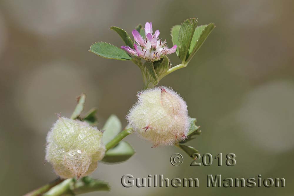 Trifolium tomentosum