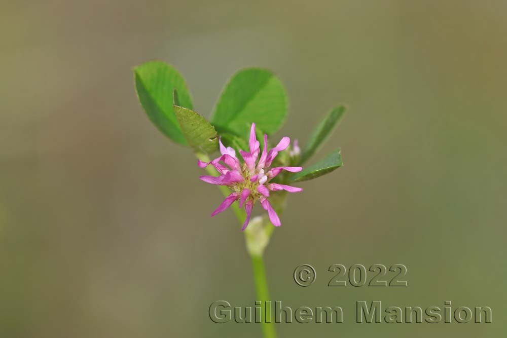 Trifolium tomentosum