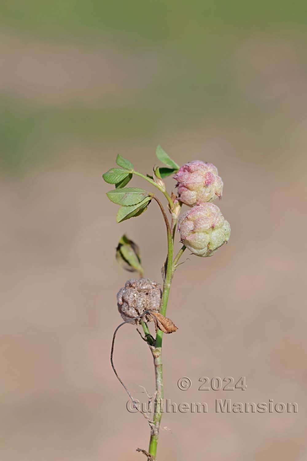 Trifolium tomentosum