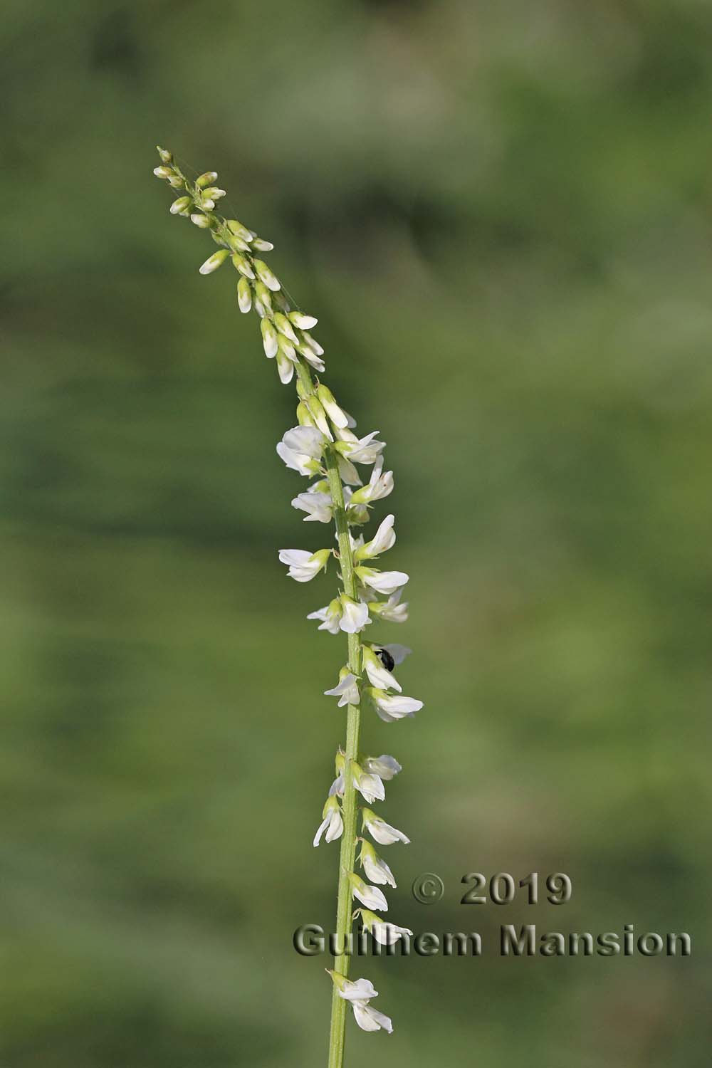 Trigonella alba [Melilotus albus]