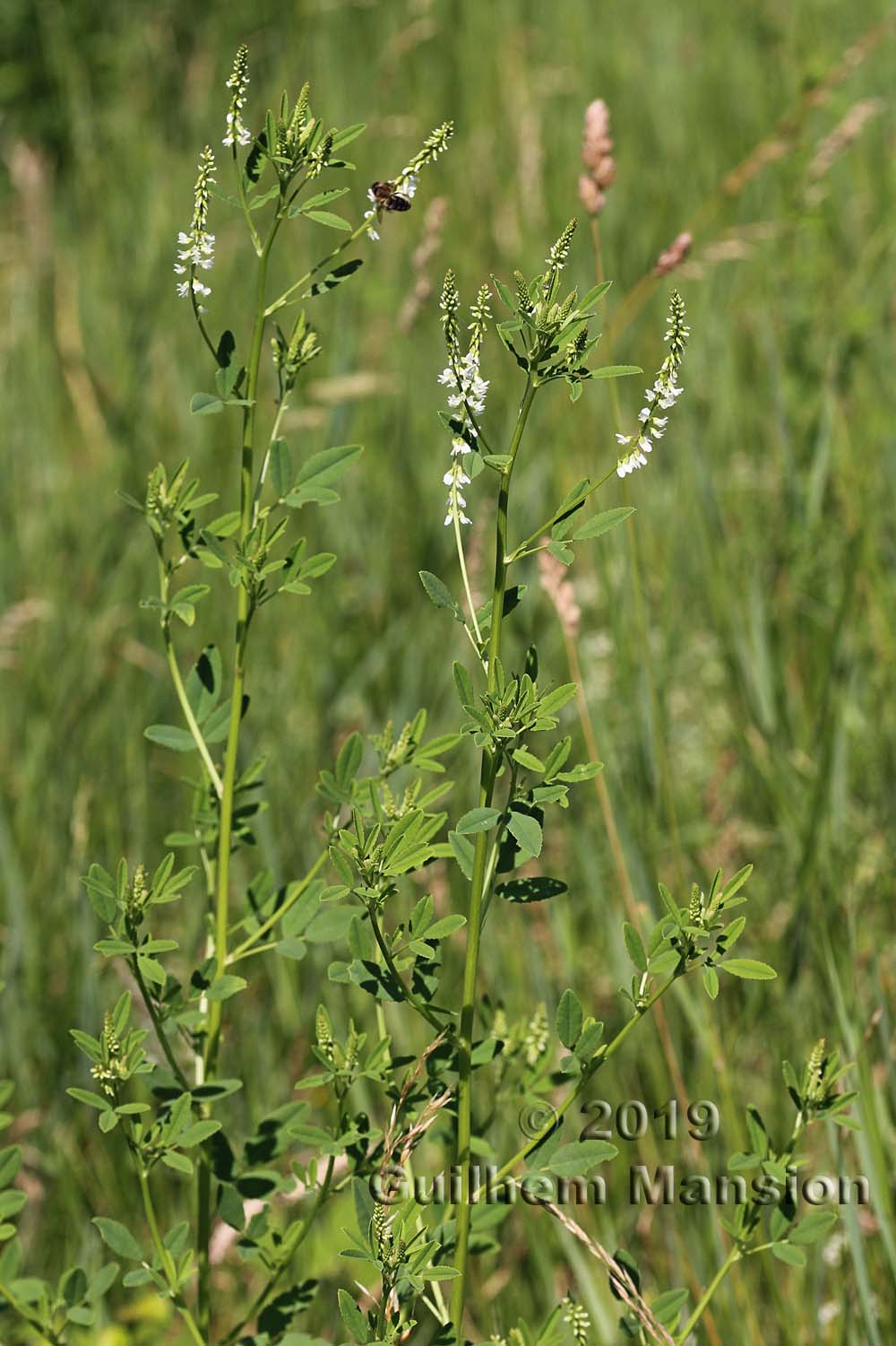 Trigonella alba [Melilotus albus]