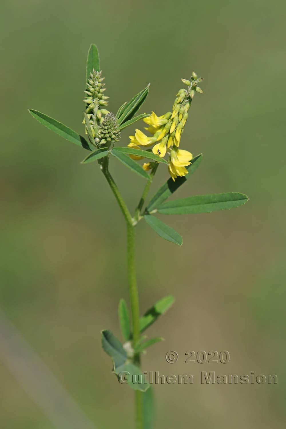 Trigonella officinalis [Melilotus officinalis]