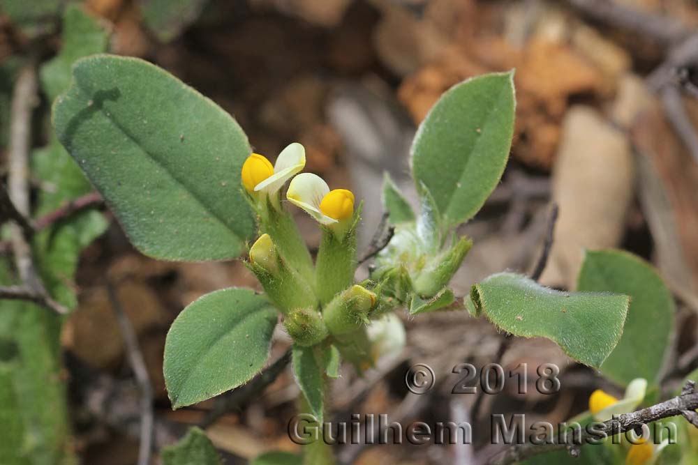 Tripodion tetraphyllum