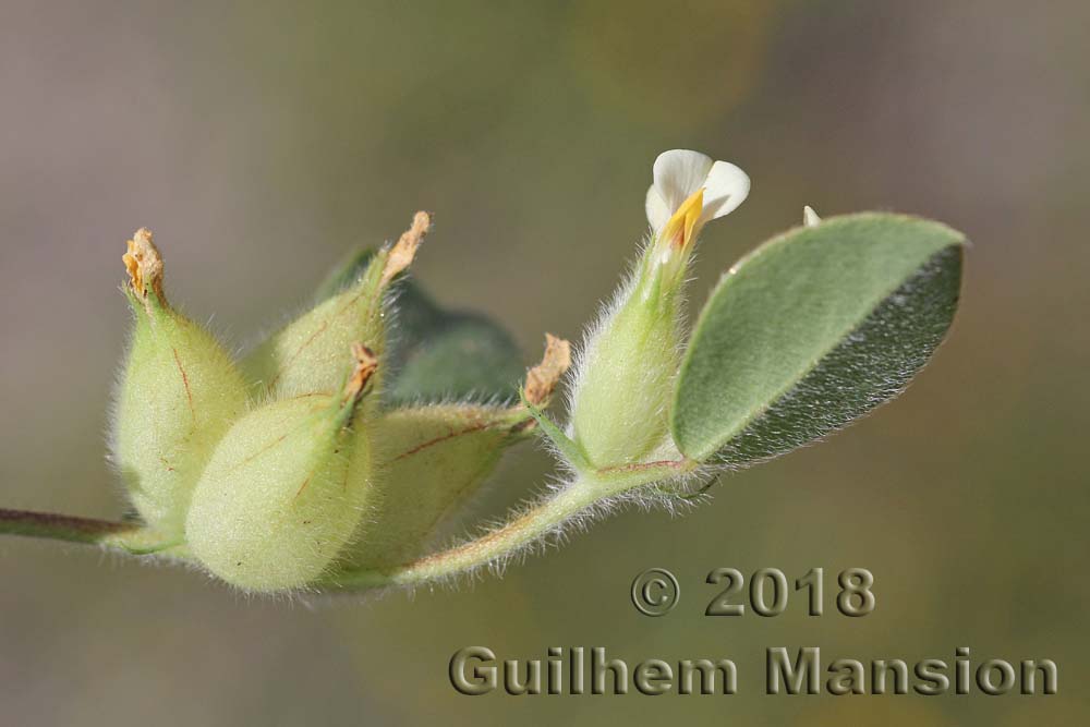 Tripodion tetraphyllum