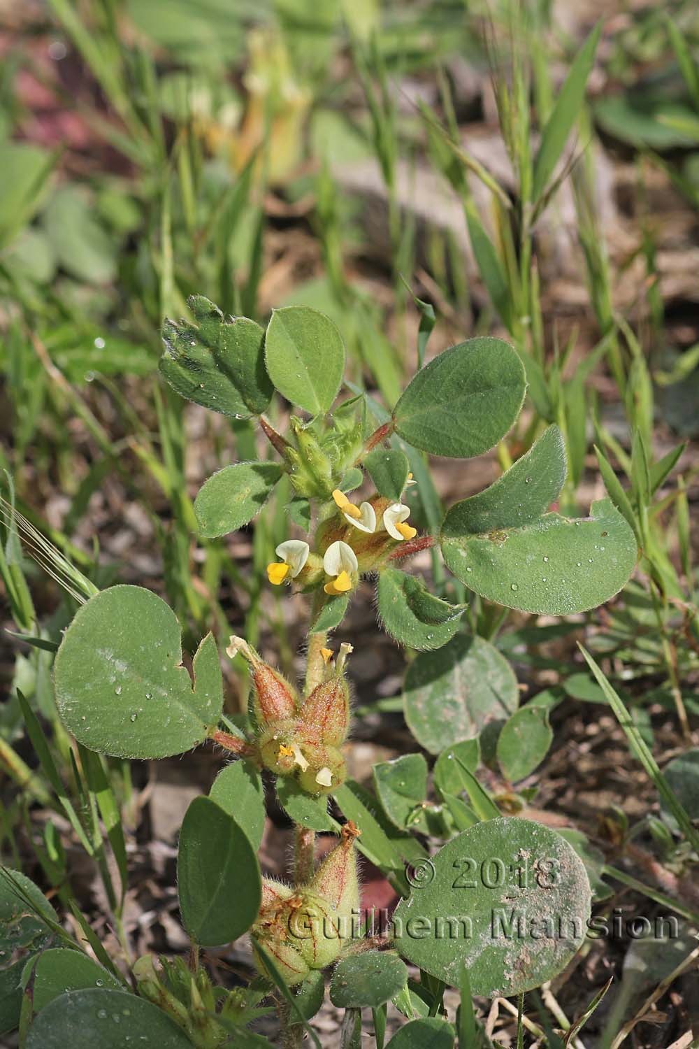 Tripodion tetraphyllum