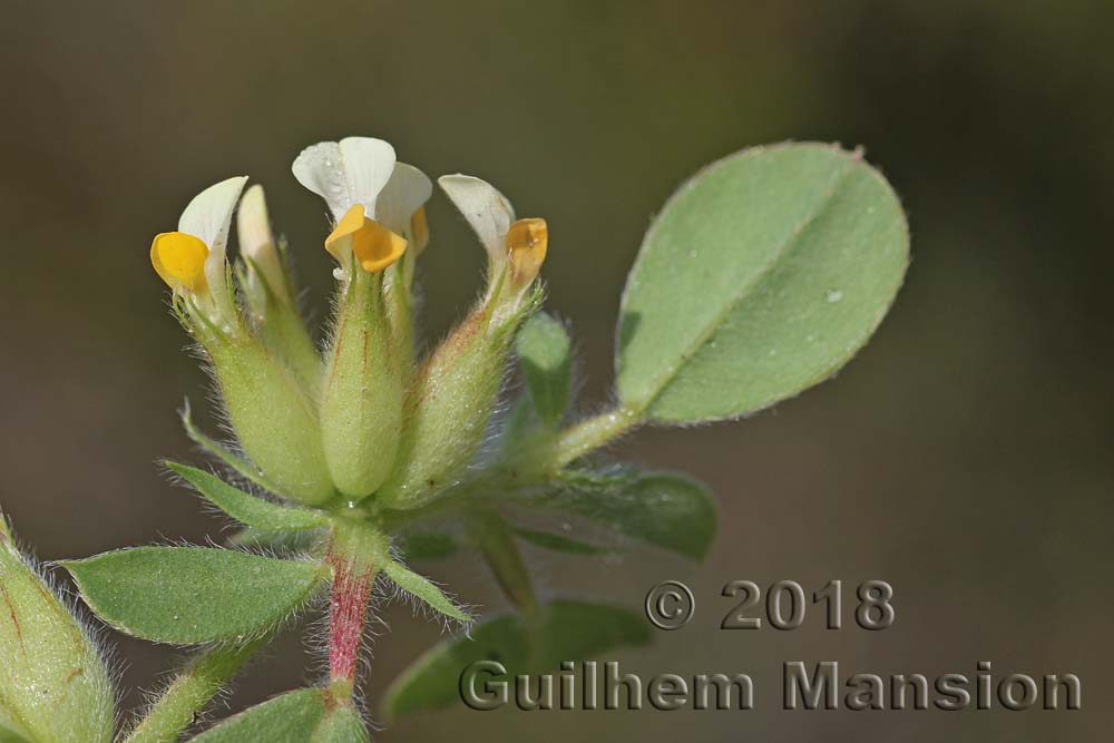 Tripodion tetraphyllum