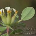 Famille - Fabaceae