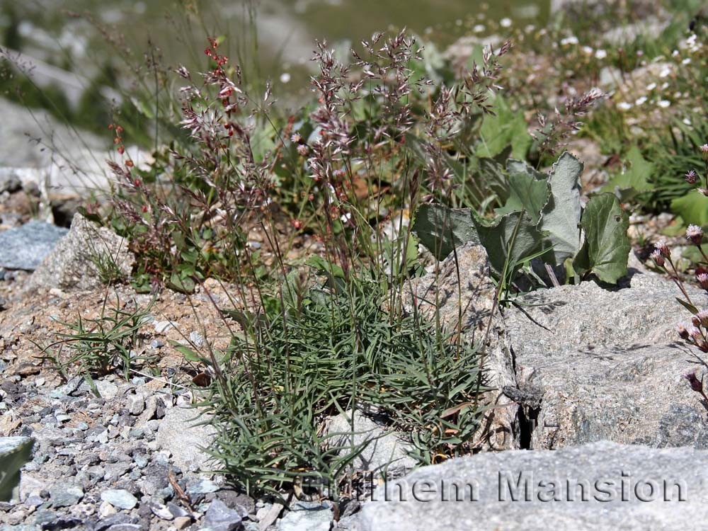 Trisetum distichophyllum