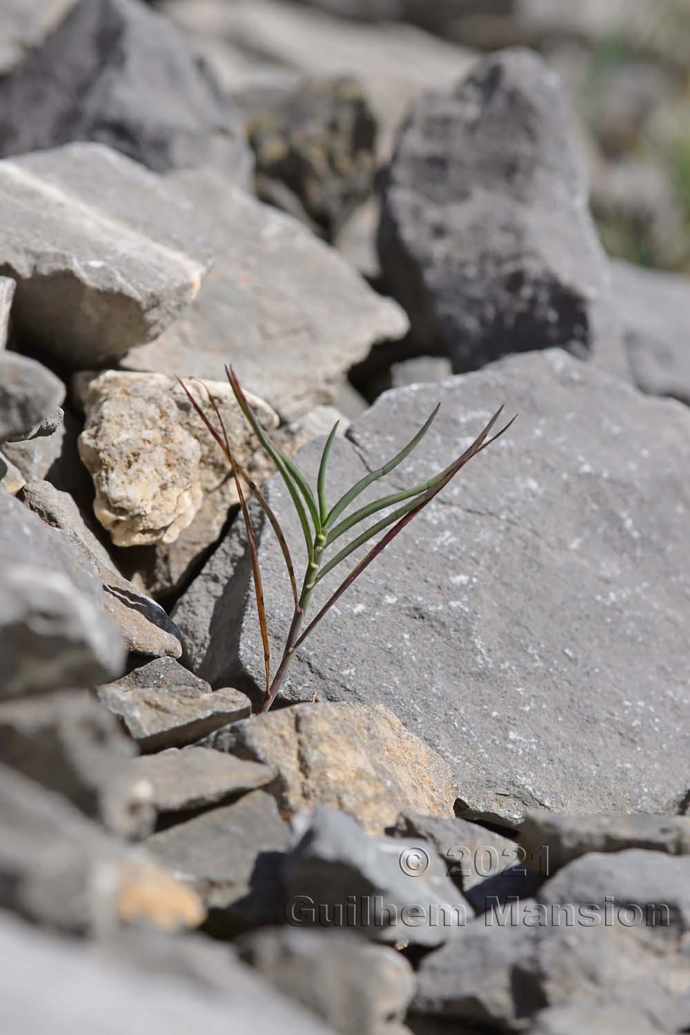 Trisetum distichophyllum