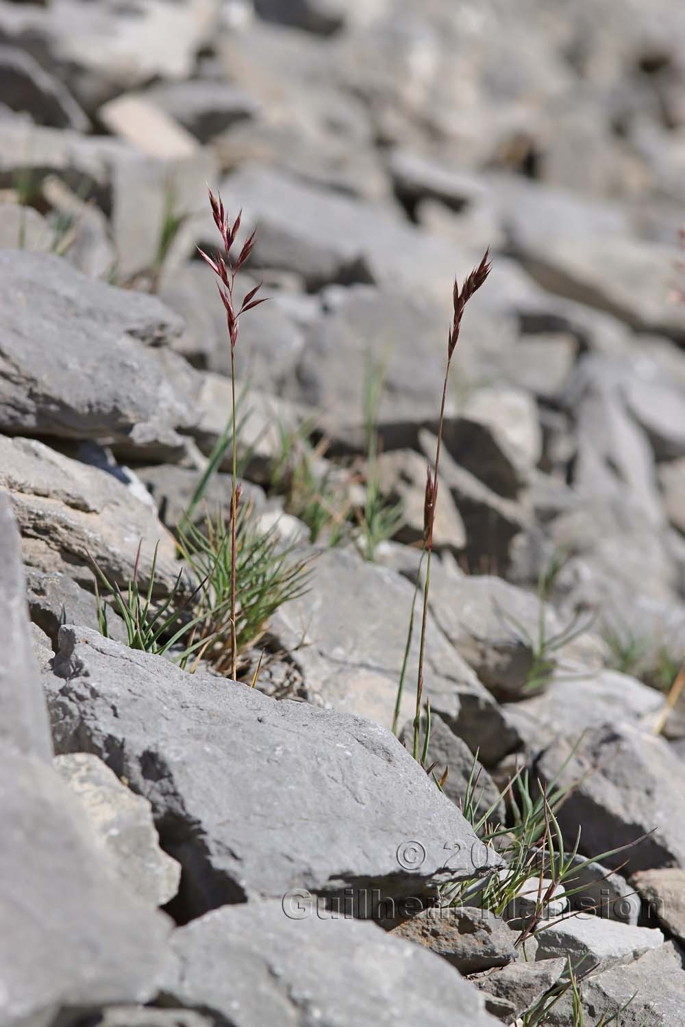 Trisetum distichophyllum