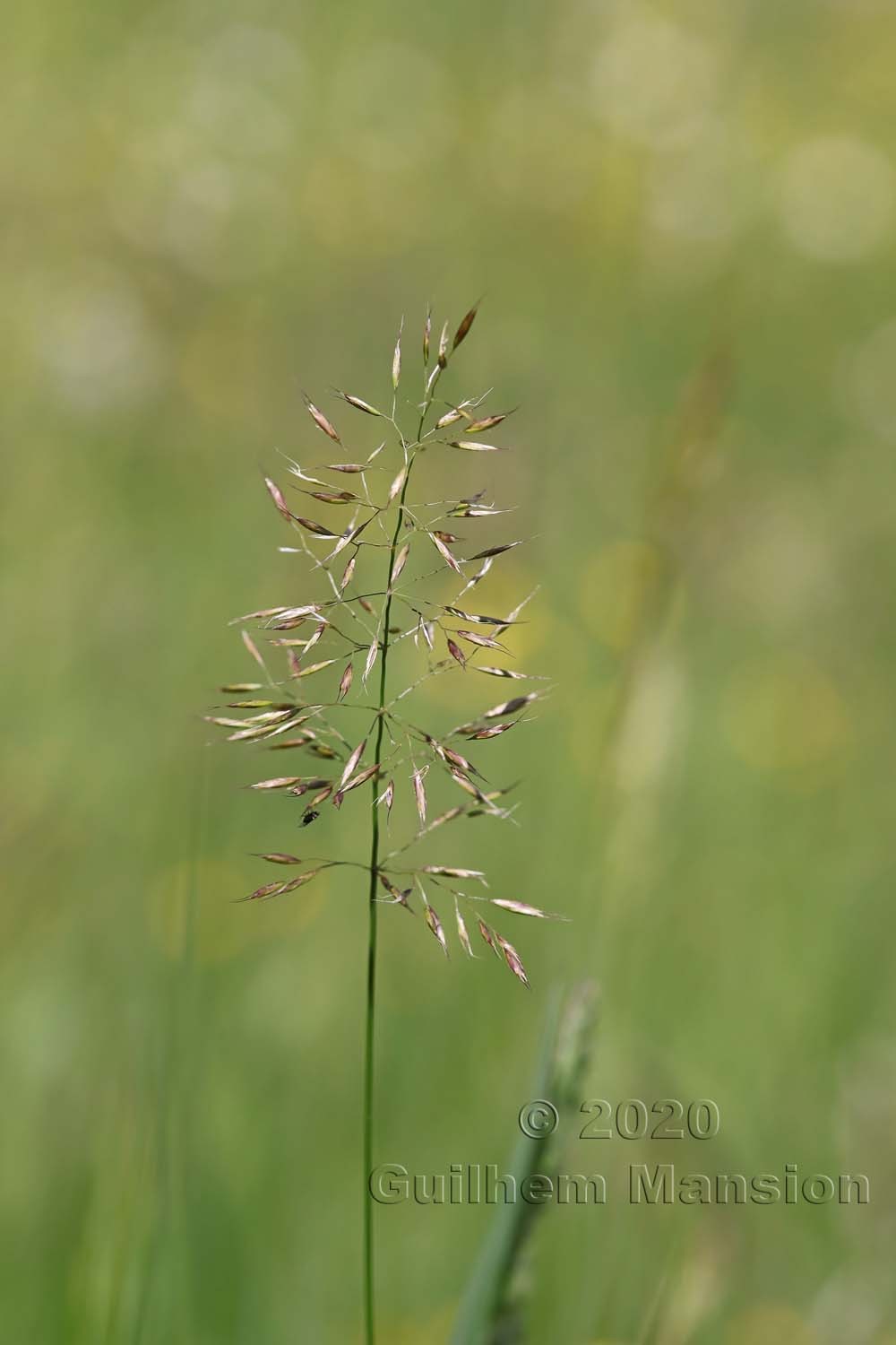 Trisetum flavescens