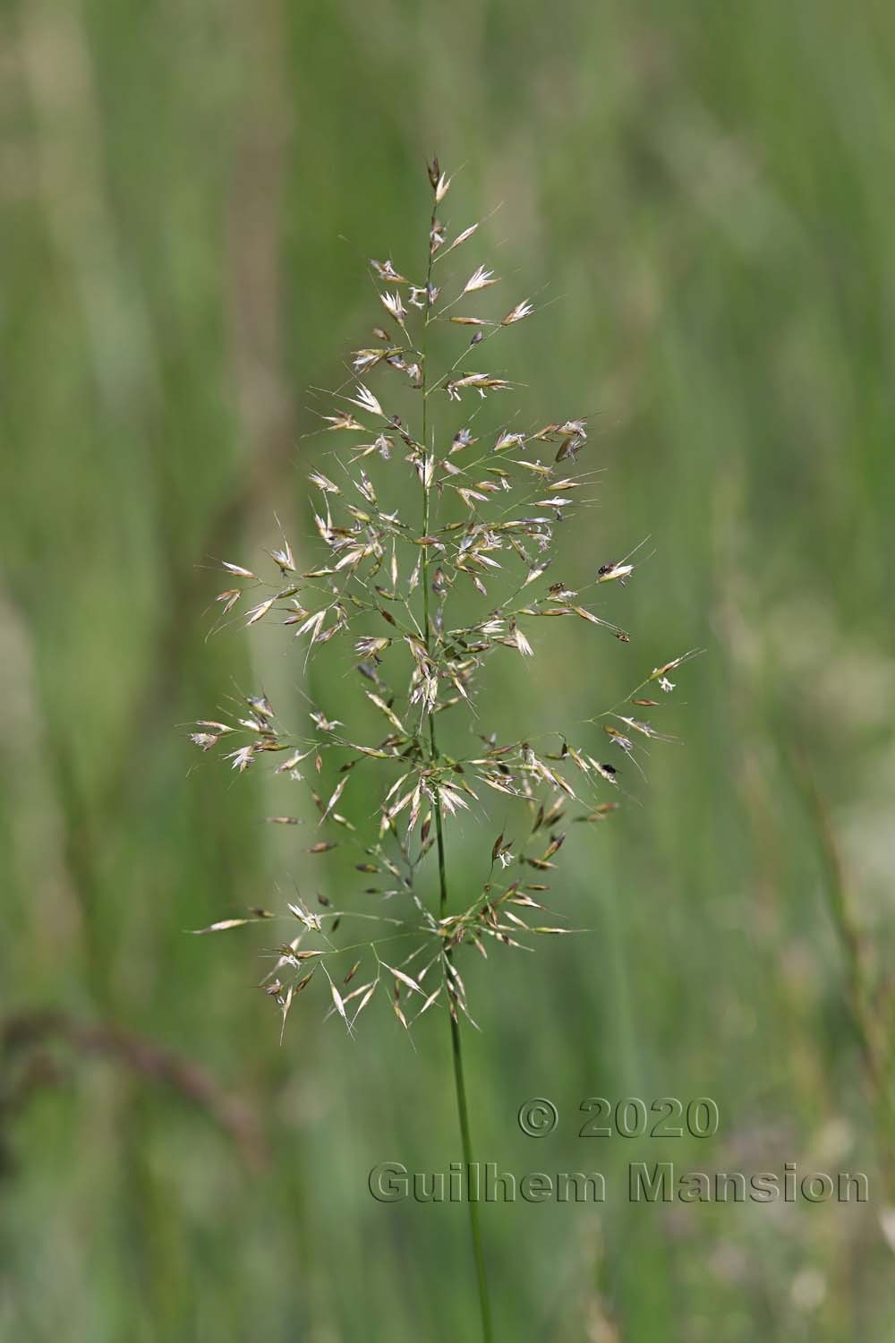 Trisetum flavescens