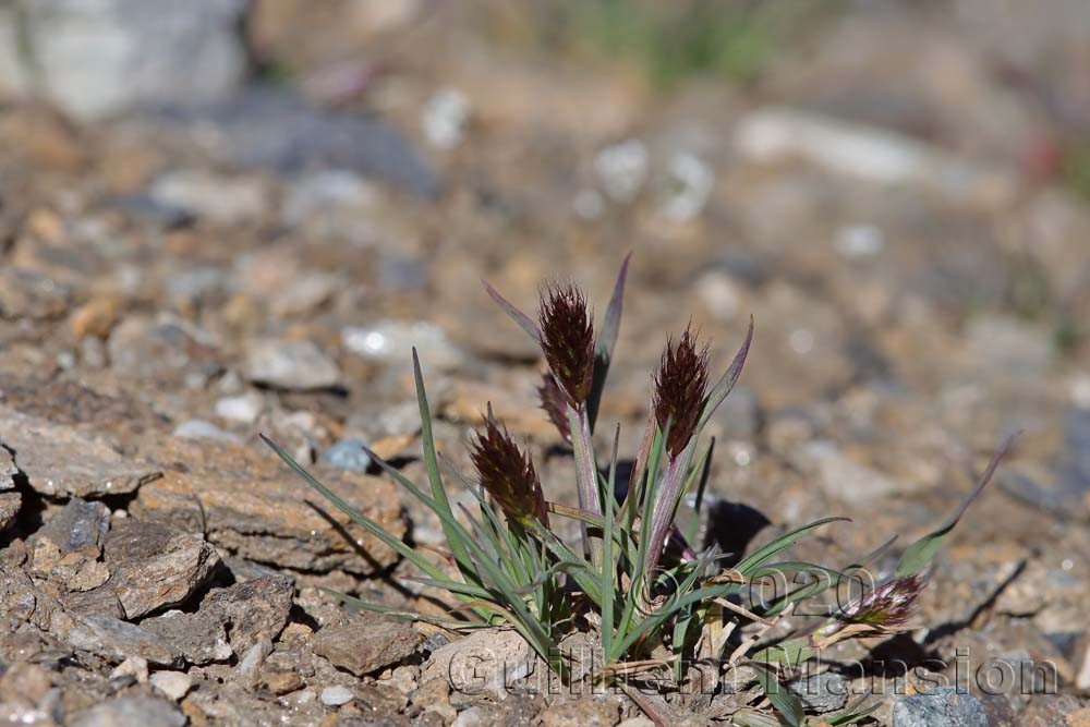 Trisetum spicatum