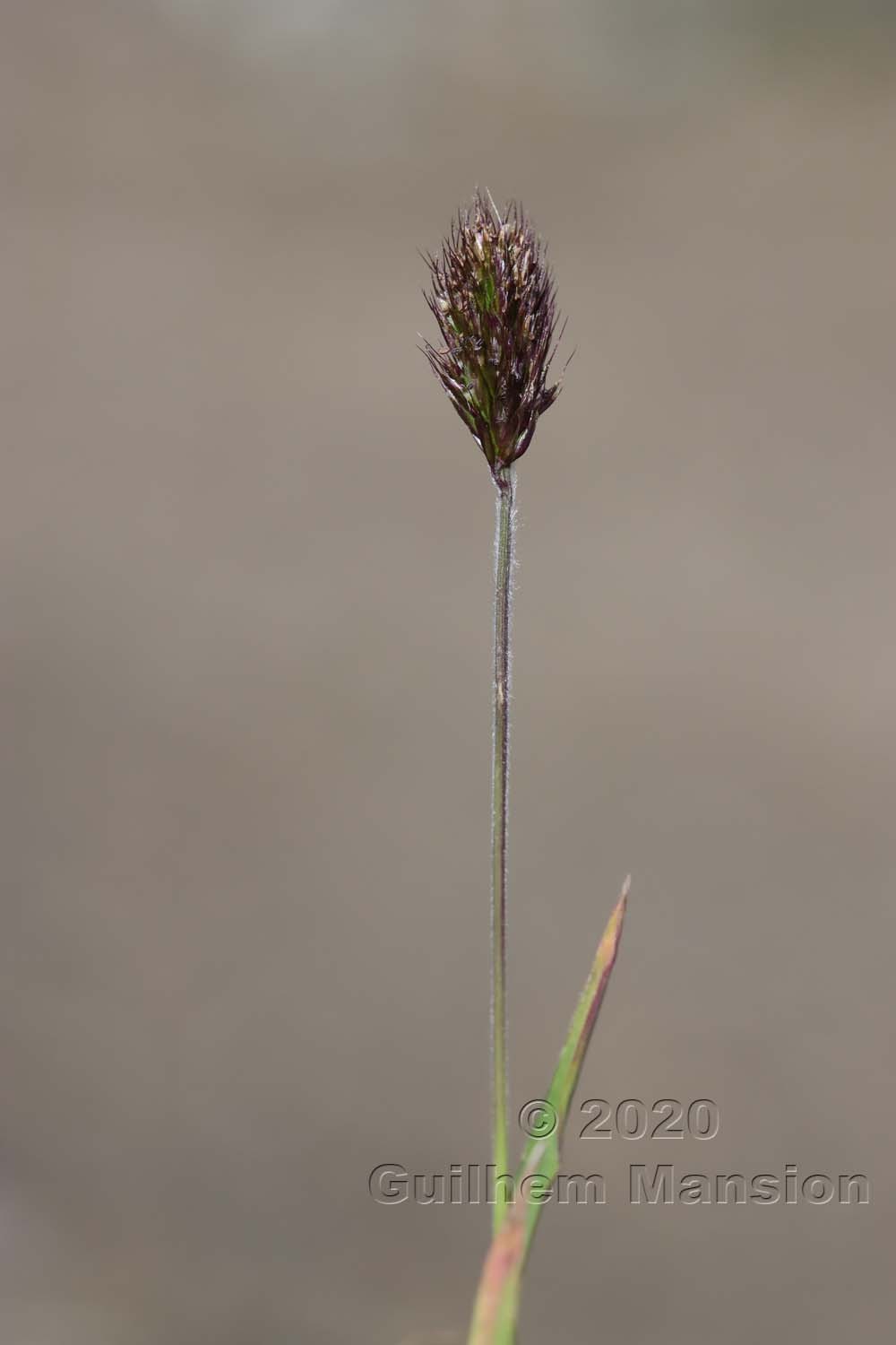 Trisetum spicatum