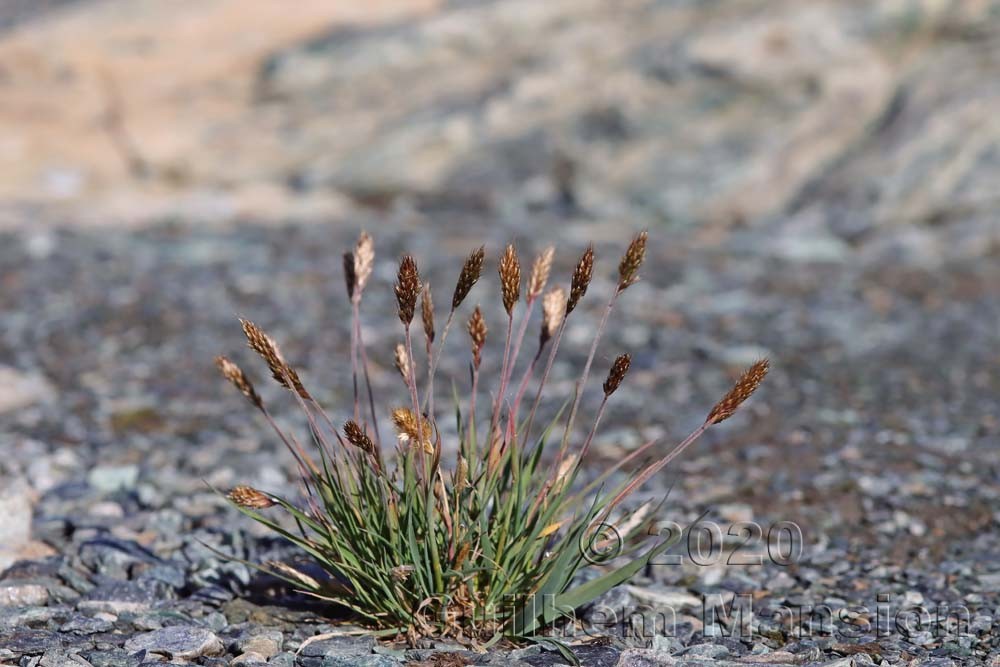 Trisetum spicatum