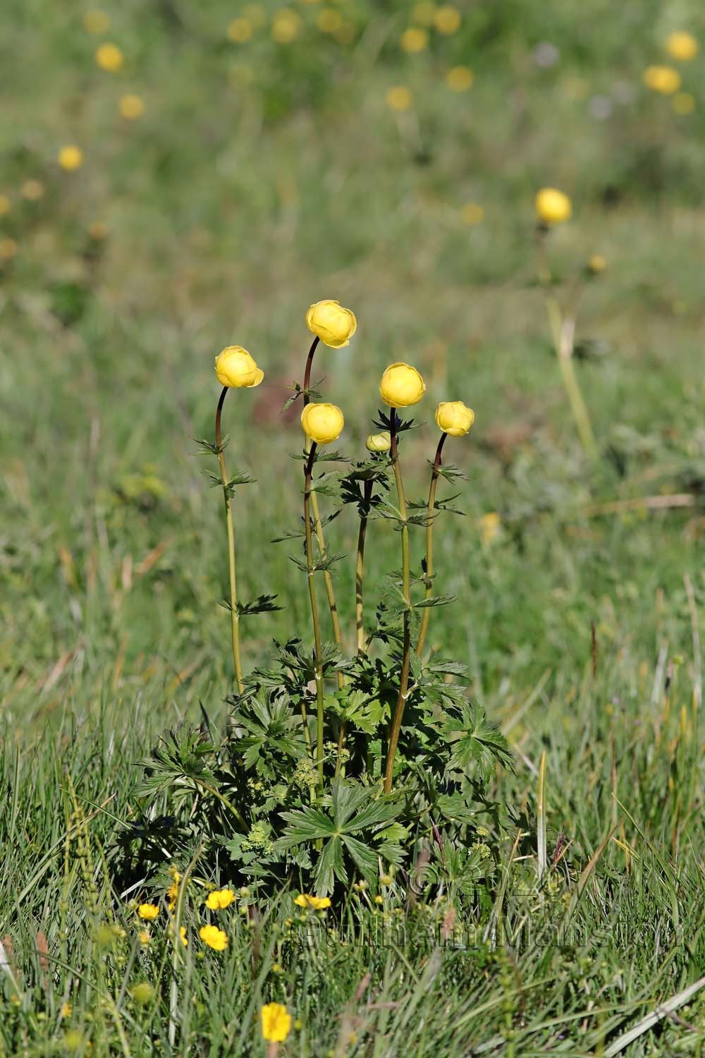 Trollius europaeus