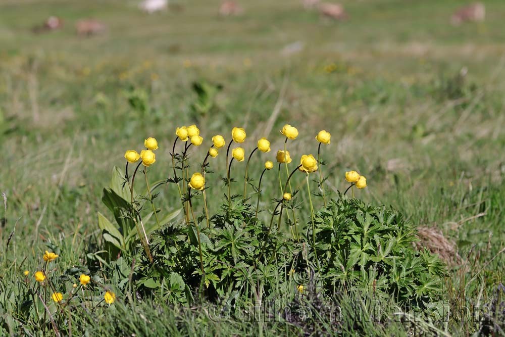 Trollius europaeus