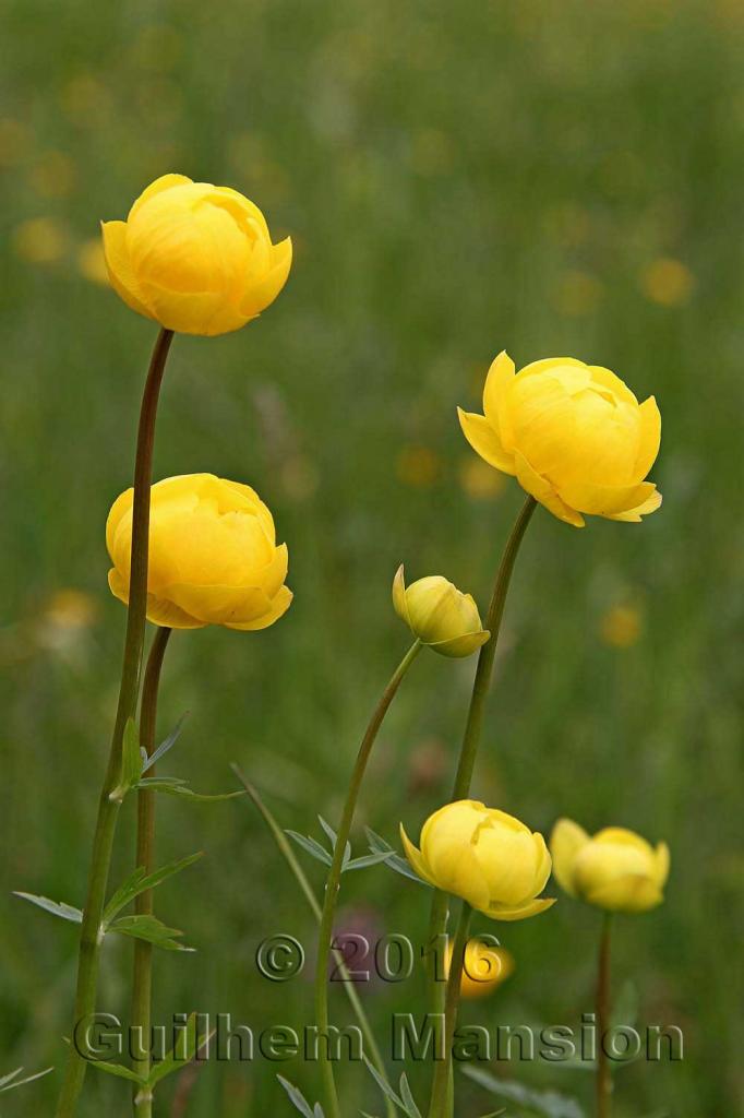 Trollius europaeus