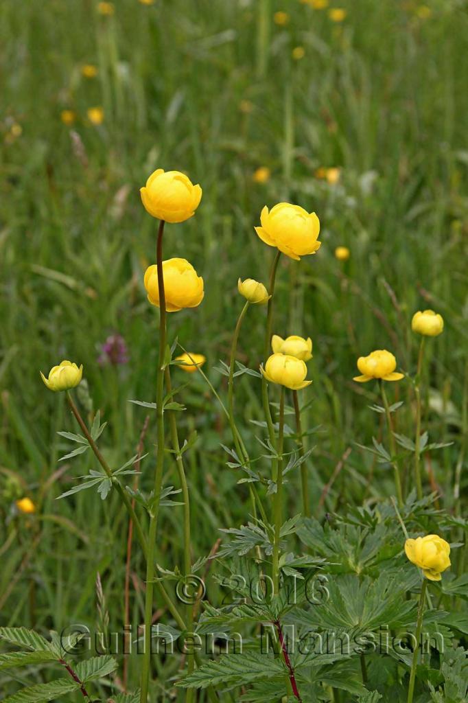 Trollius europaeus