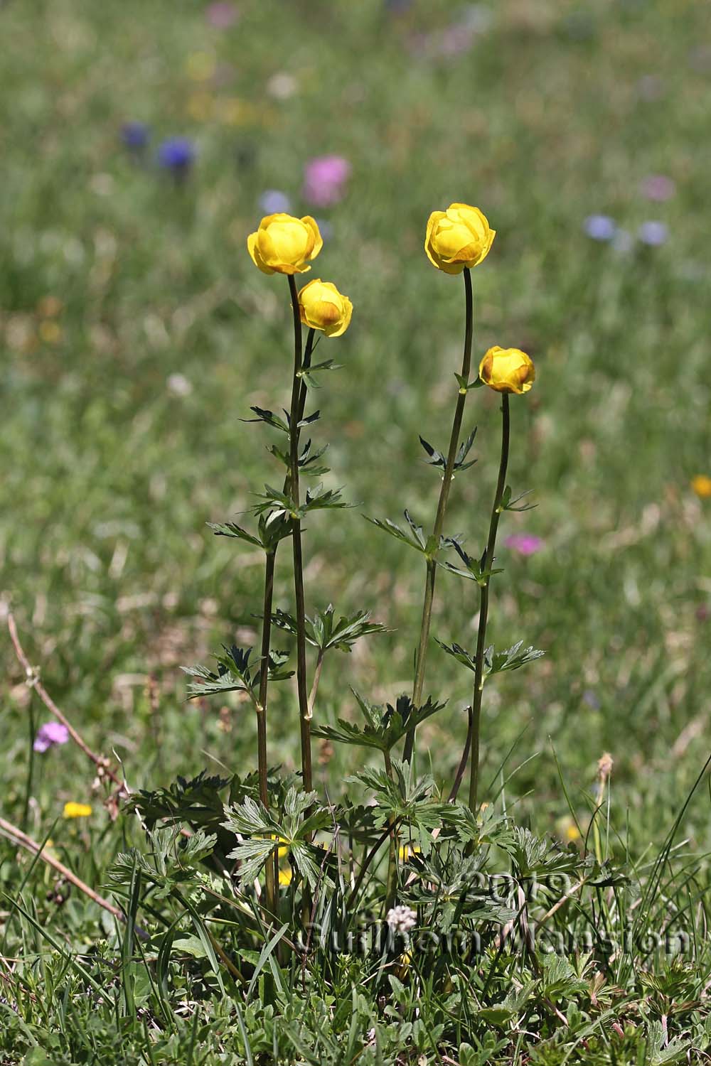 Trollus europaeus