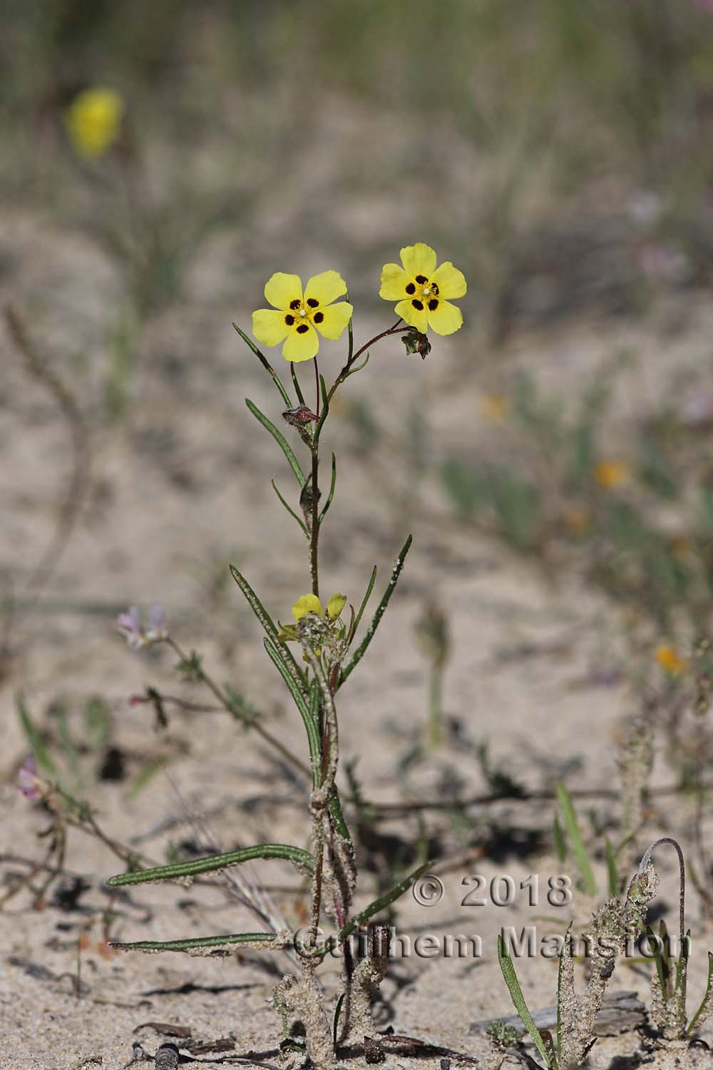 Tuberaria commutata