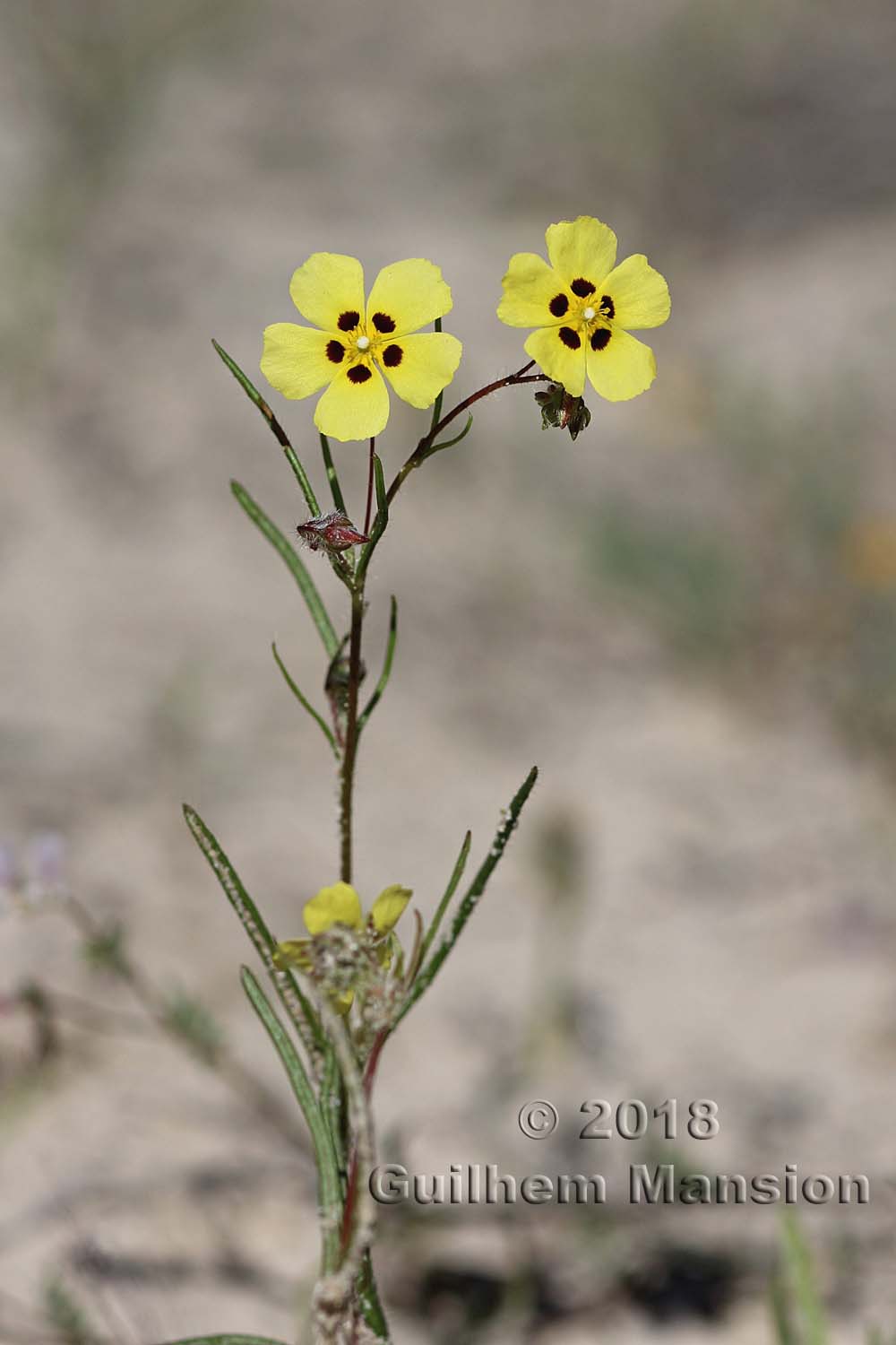 Tuberaria commutata