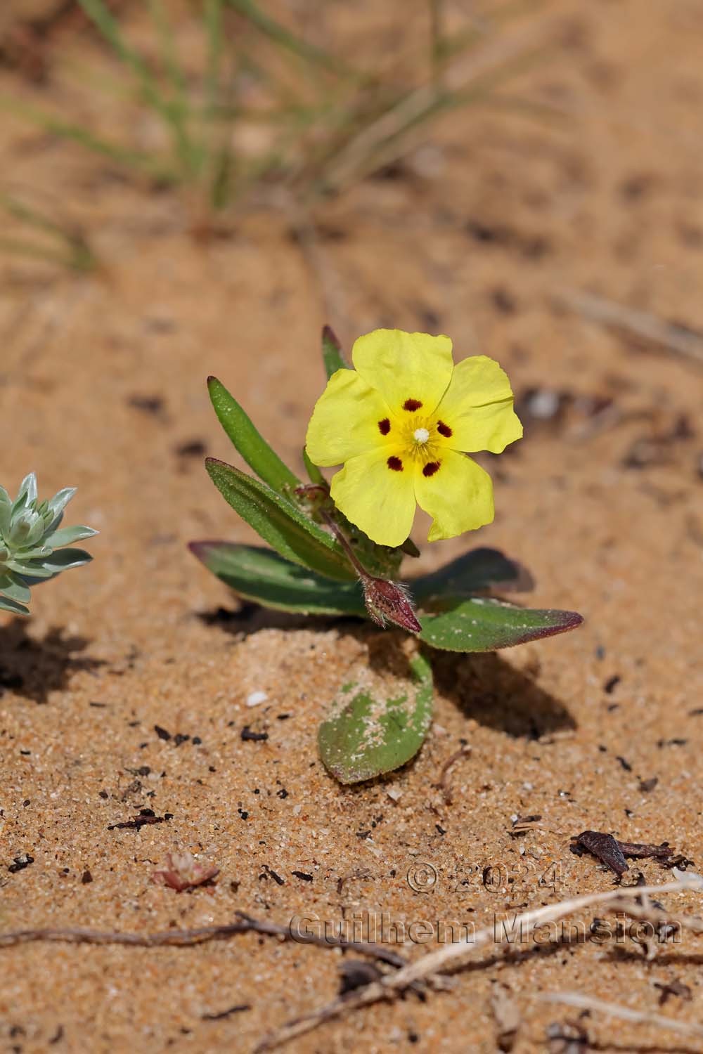 Tuberaria guttata