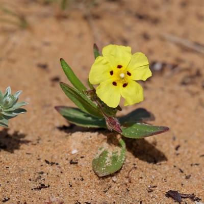 Tuberaria guttata