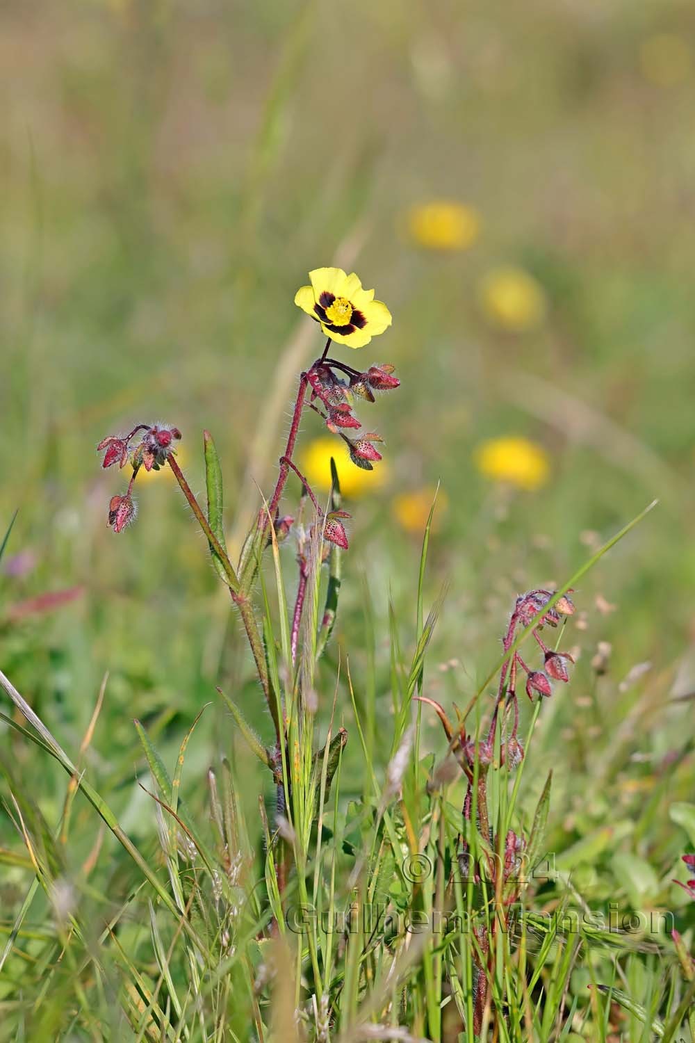 Tuberaria guttata