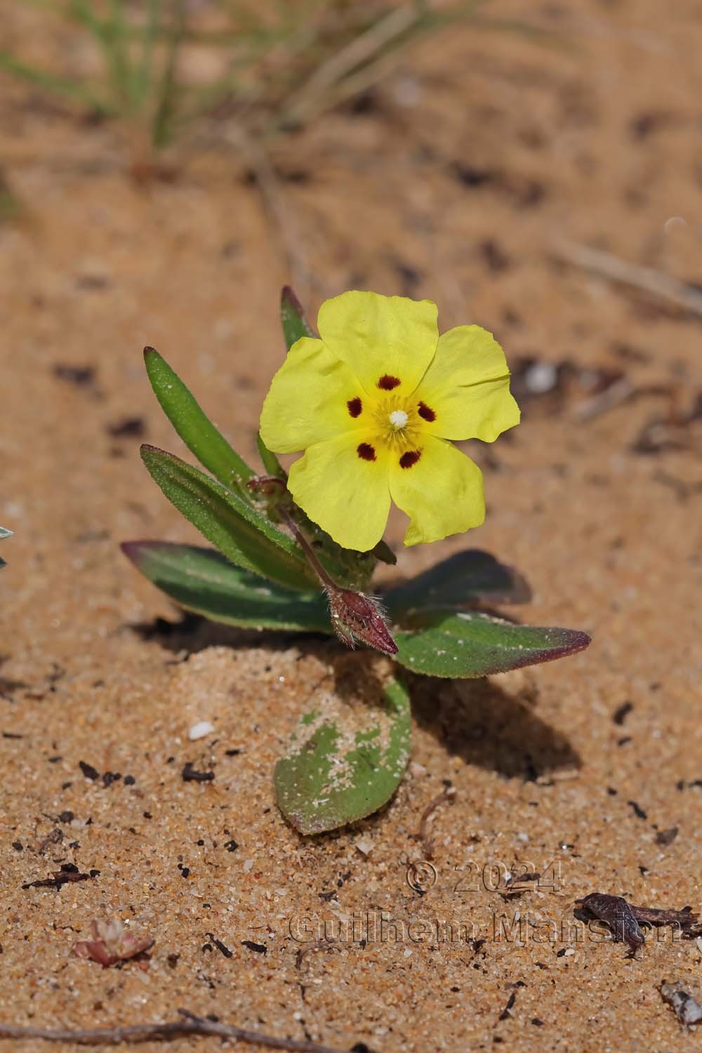 Tuberaria guttata