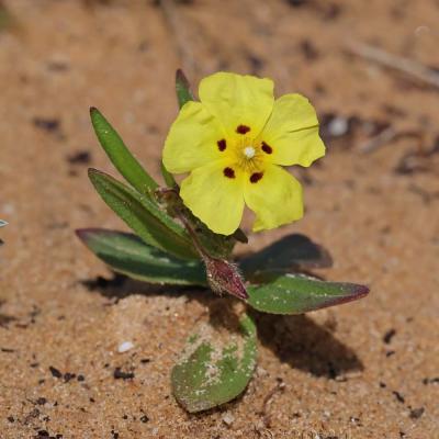Tuberaria guttata