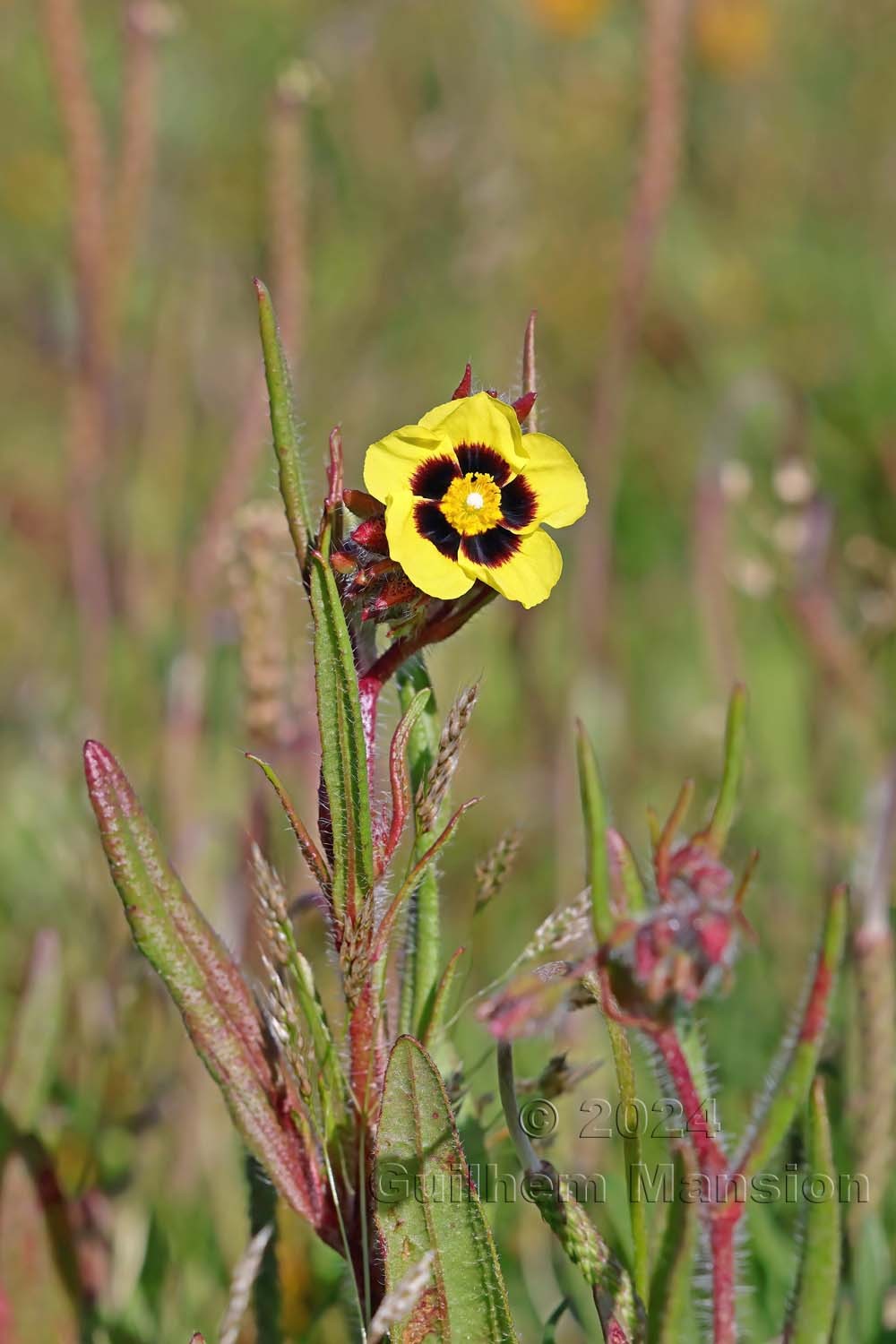 Tuberaria guttata