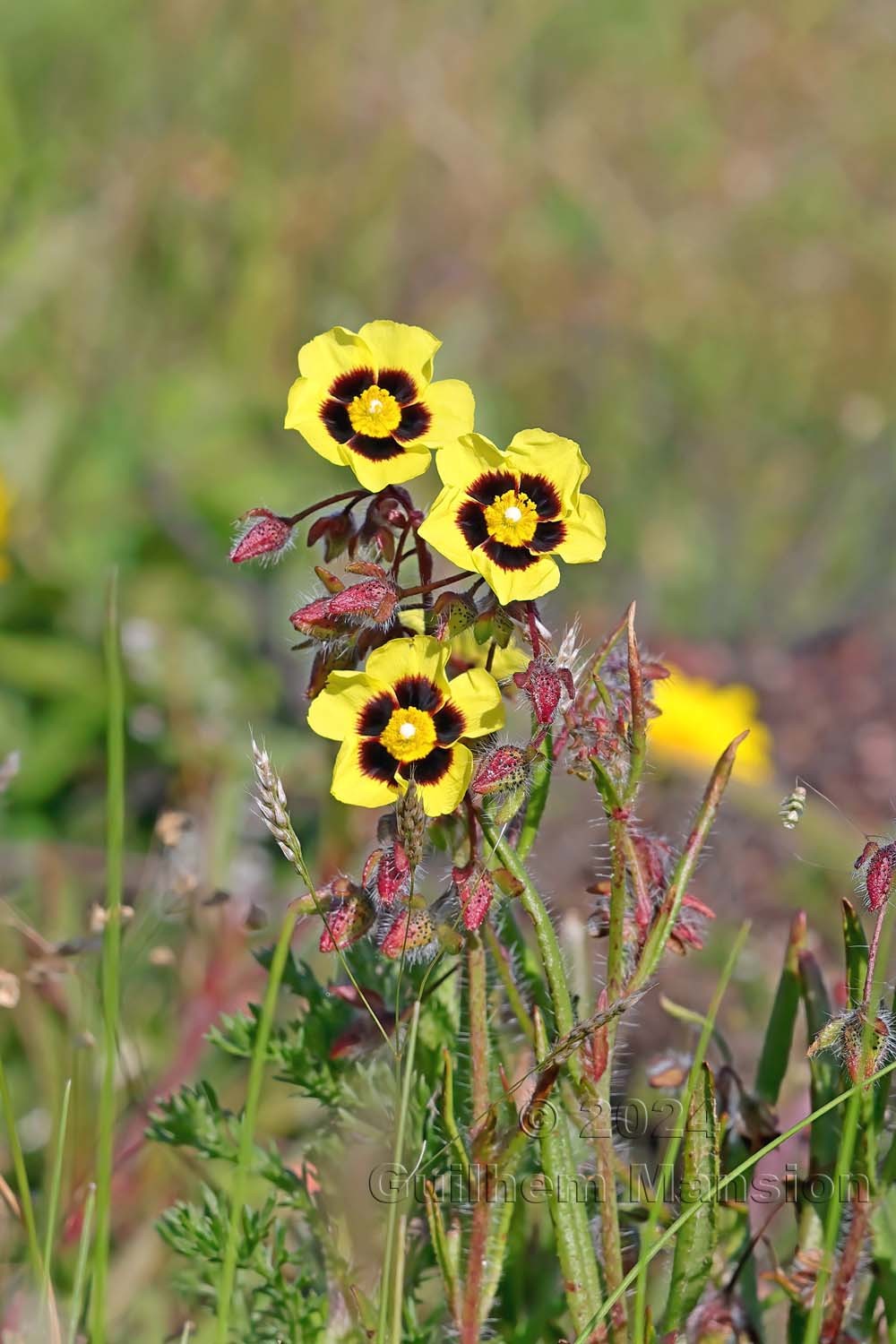 Tuberaria guttata