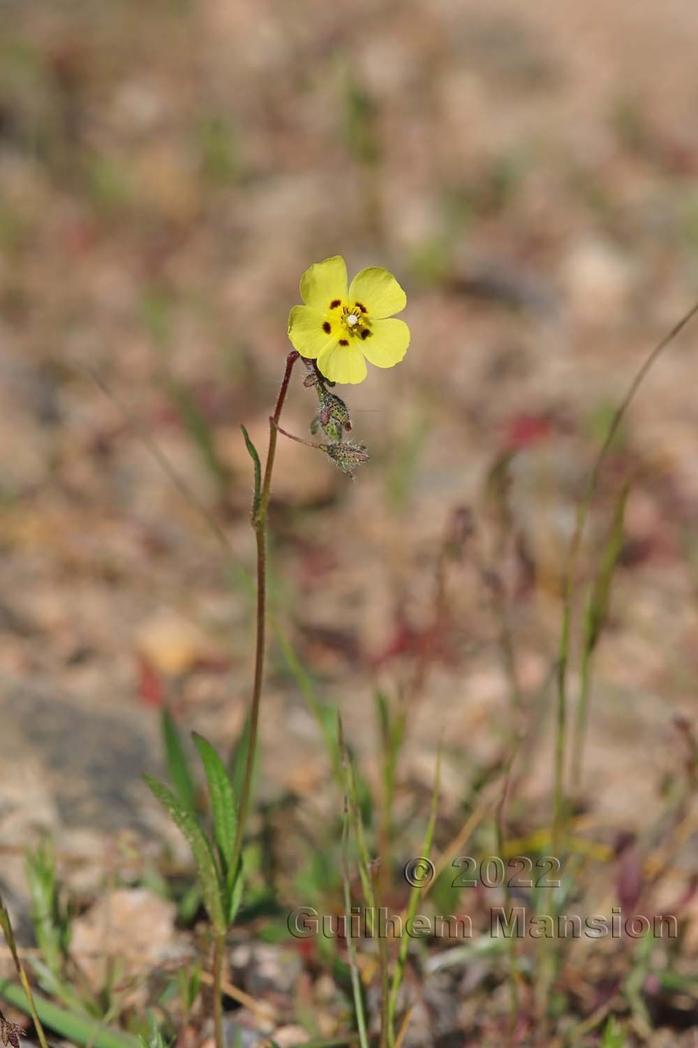 Tuberaria guttata