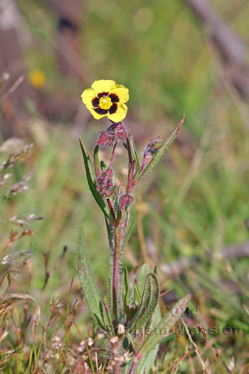Tuberaria guttata