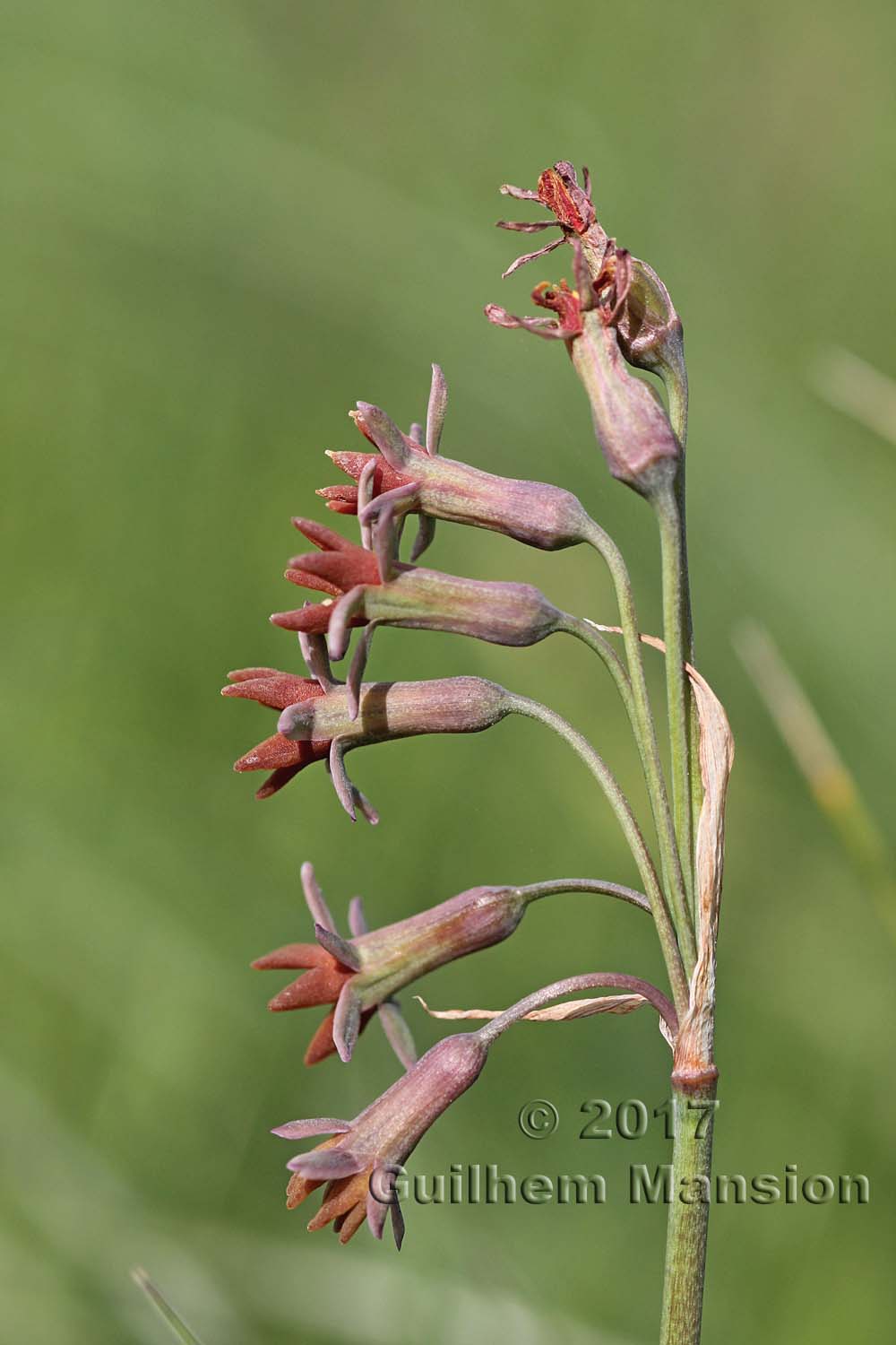 Tulbaghia capensis