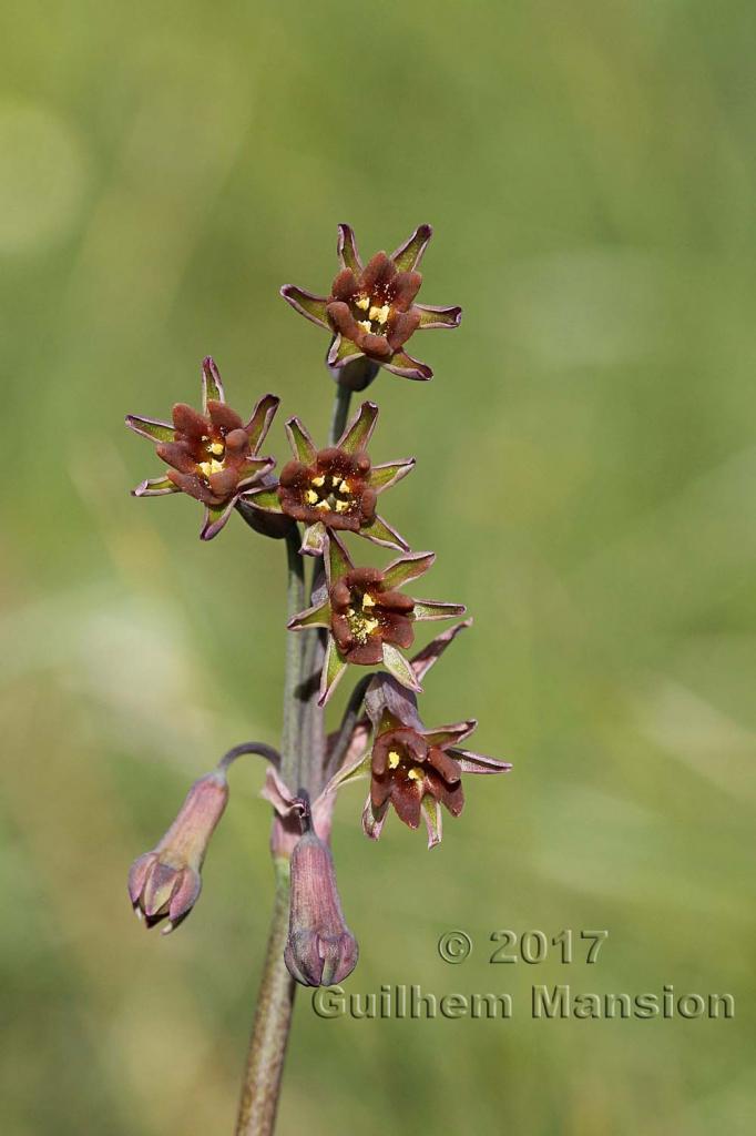 Tulbaghia capensis