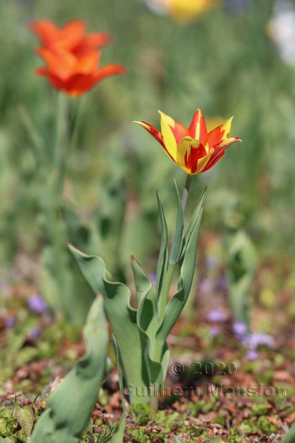 Tulipa sp.