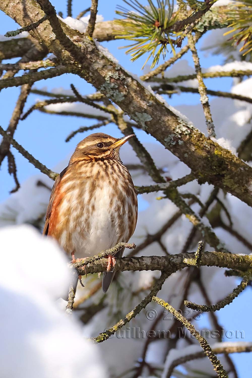 Turdus iliacus - Grive mauvis