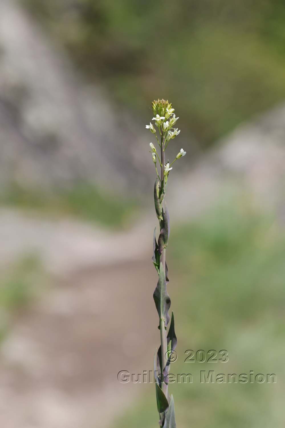 Turritis glabra