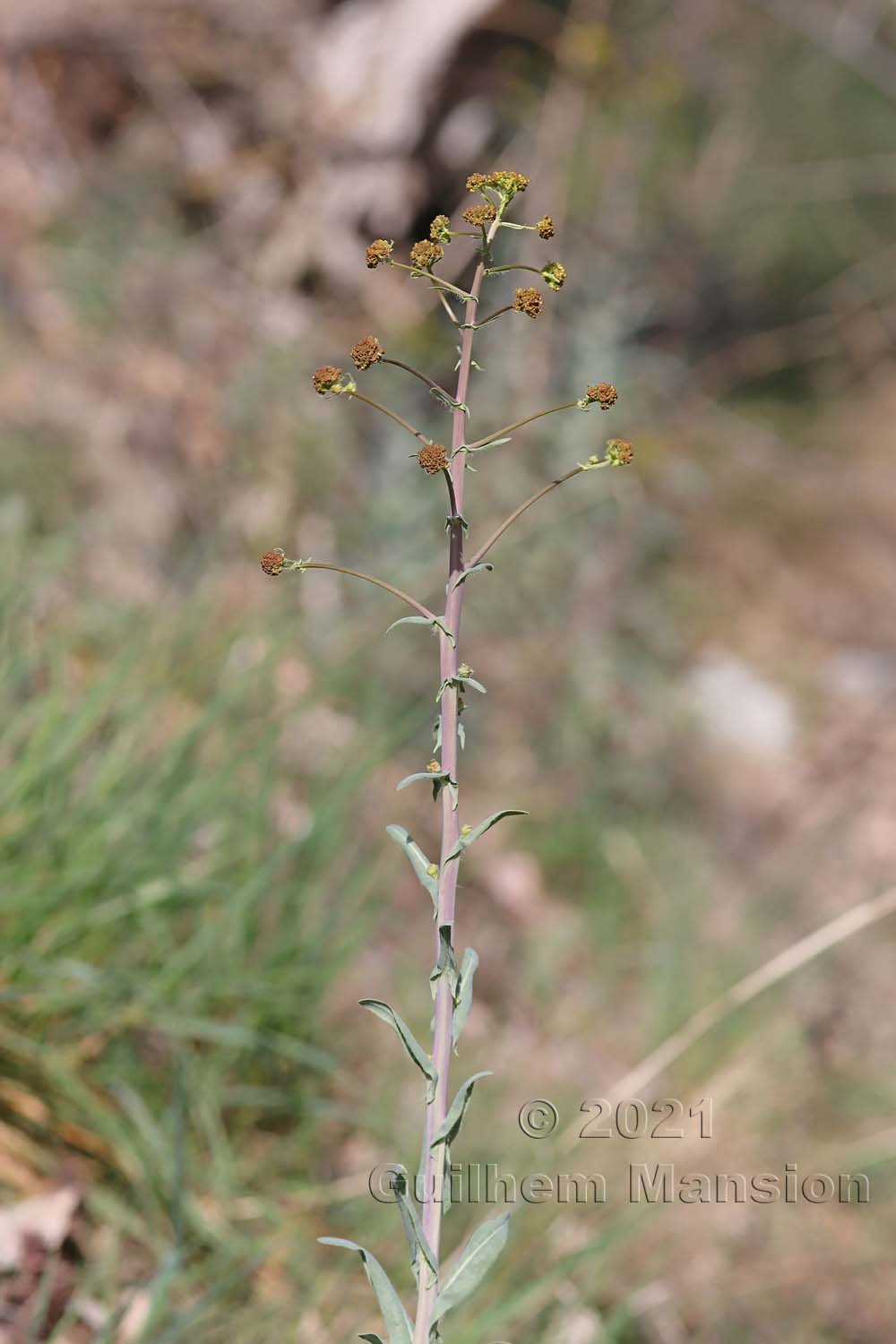 Turritis glabra