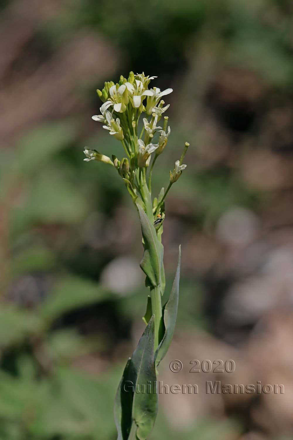 Turritis glabra