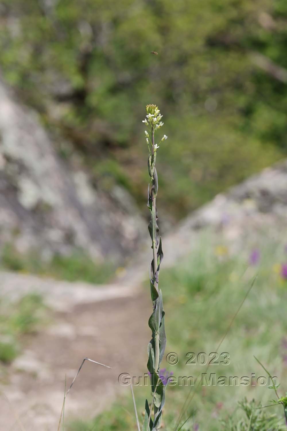 Turritis glabra