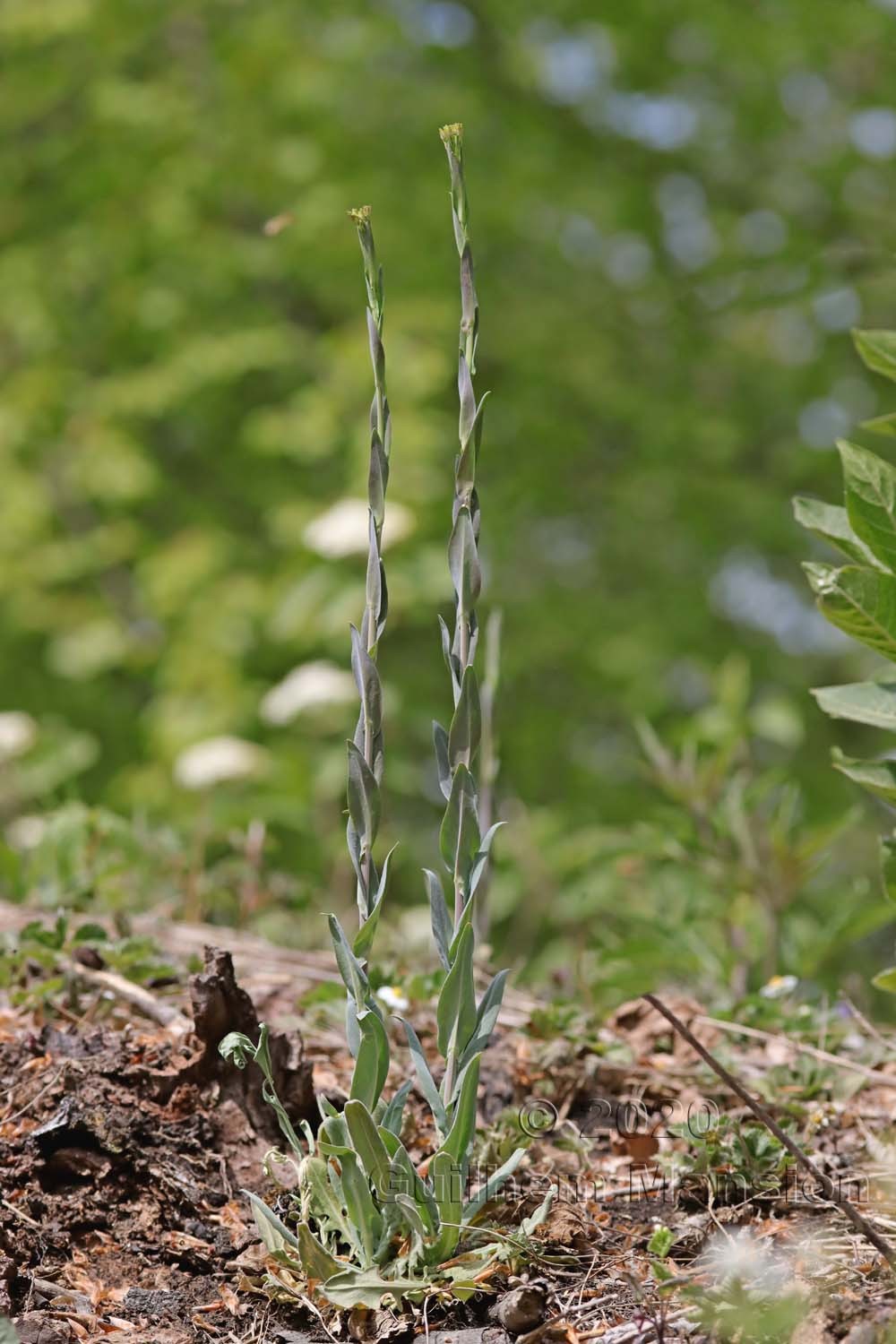 Turritis glabra