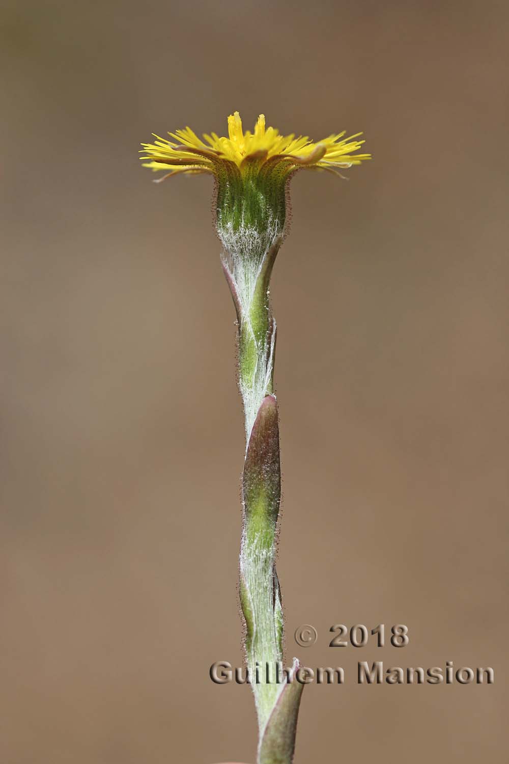 Tussilago farfara